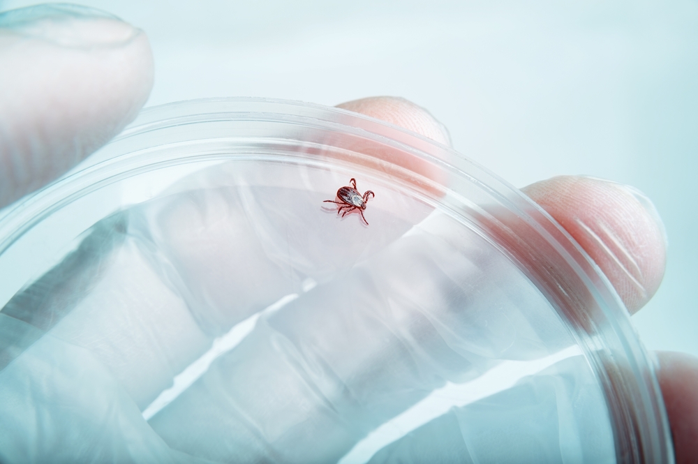 Encephalitis Infected Tick Parasite Insect Laboratory Tube Glass Vial Science Medical Research Isolated on White. Encephalitis Virus or Lyme Borreliosis Disease Infectious Dermacentor Tick Macro.
