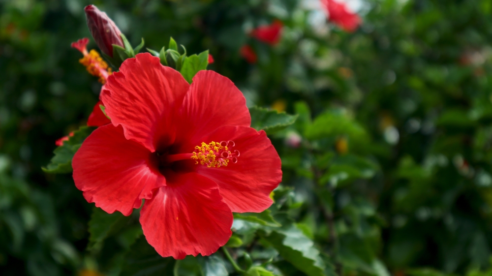 Red Hibiscus flower blooming among the leaves in the garden.
