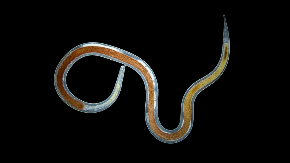 Nematoda worm under a microscope, family Enoplidae, possibly Enoplus sp. White Sea
