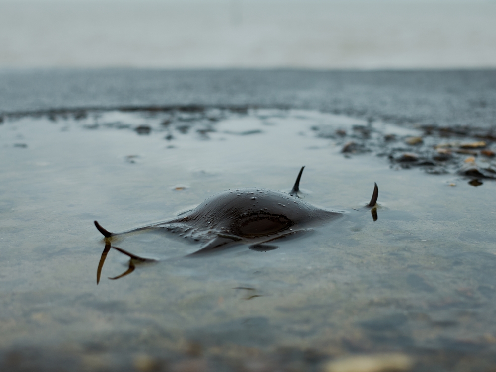 Close-up of a mermaid’s purse (shark or skate egg case) on a wet sandy beach in Margate, UK. Unique marine detail perfect for nature.                                        