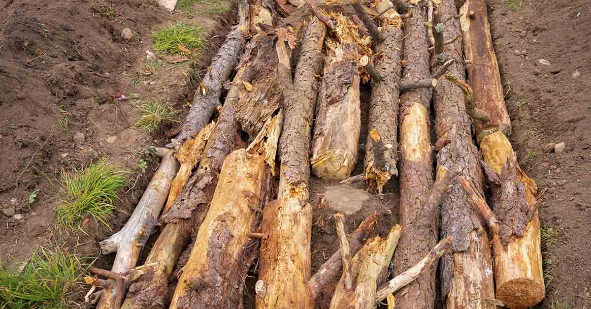 How to Build a Hügelkultur Bed, and Why You Should