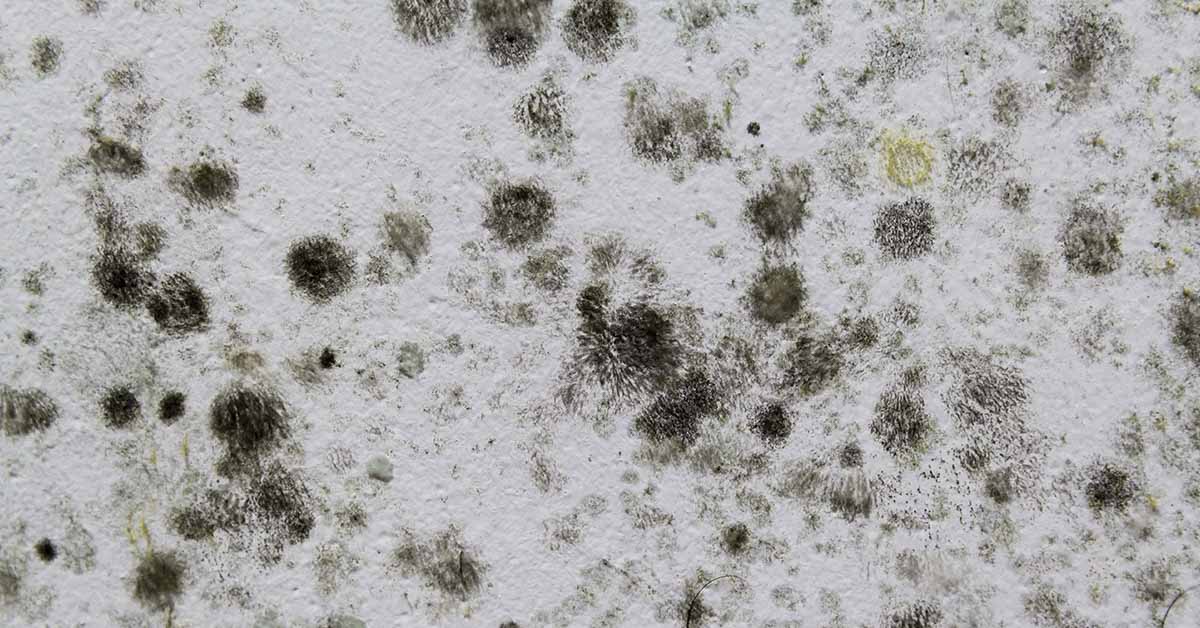 Australian Woman’s Secret Mold Infestation Leads to ‘Dementia Diagnosis’