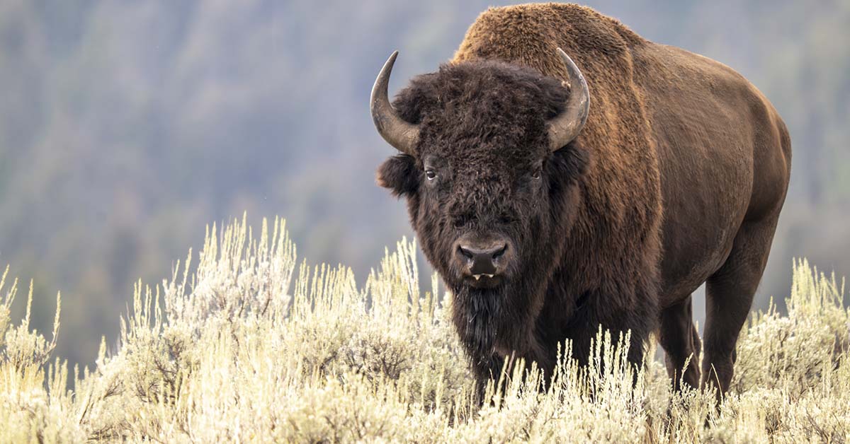 Bison Dies After Falling Into Scalding Yellowstone Hot Spring