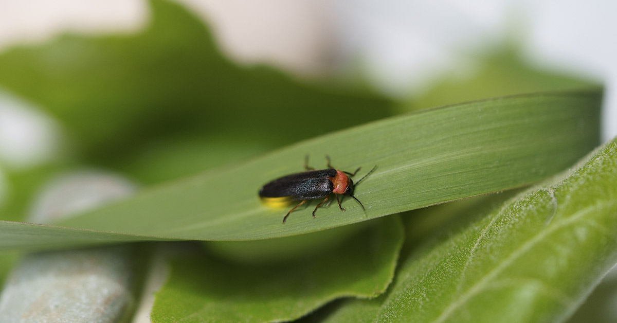 Americans are Changing Their Backyards to Save Fireflies from Extinction