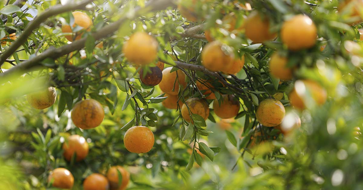 This Juice Company’s Trash Transformed a Wasteland Into a Lush Forest