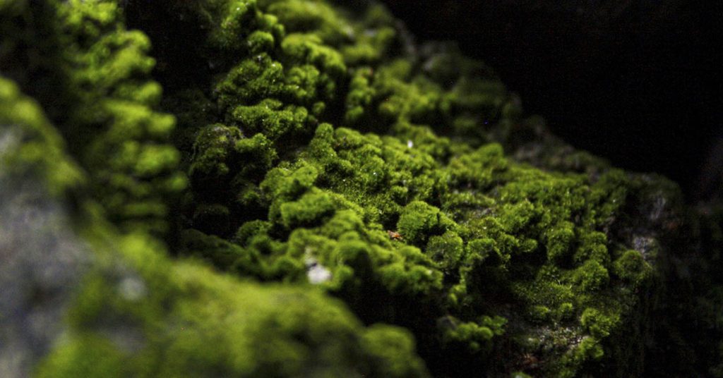Cooler, Cleaner Cities? Meet the Concrete That Grows Moss - Featured image