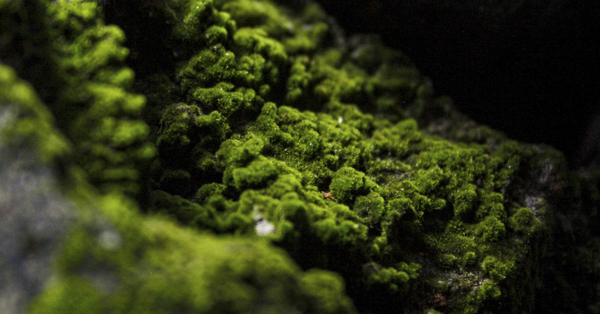 Cooler, Cleaner Cities? Meet the Concrete That Grows Moss
