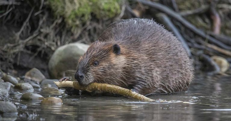 Beavers Restored a Dying River in the Desert — Here’s What Happened - Featured image