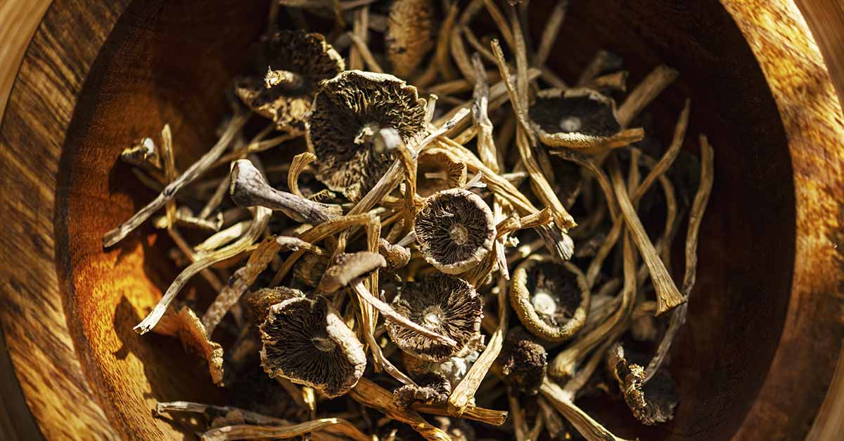 How Psychedelics Could Help Slow Cellular Aging