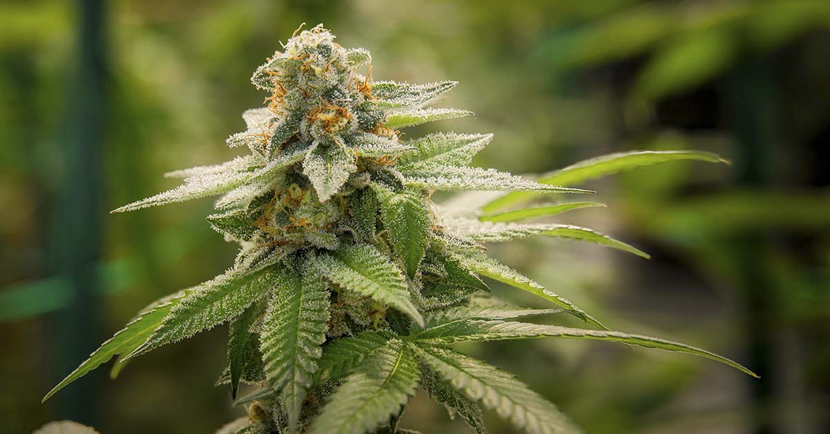The Truth About Marijuana and the Developing Brain, According to a Psychiatrist