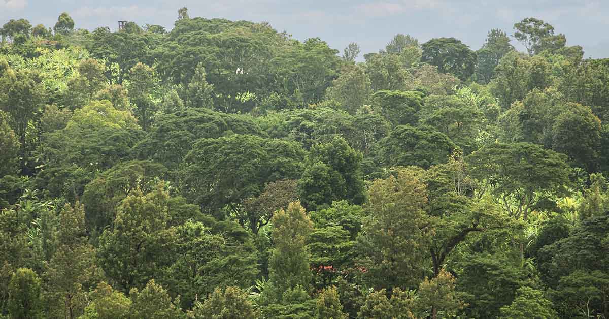 3,000-Year-Old Ancient Trees Discovered in Tanzania for the First Time