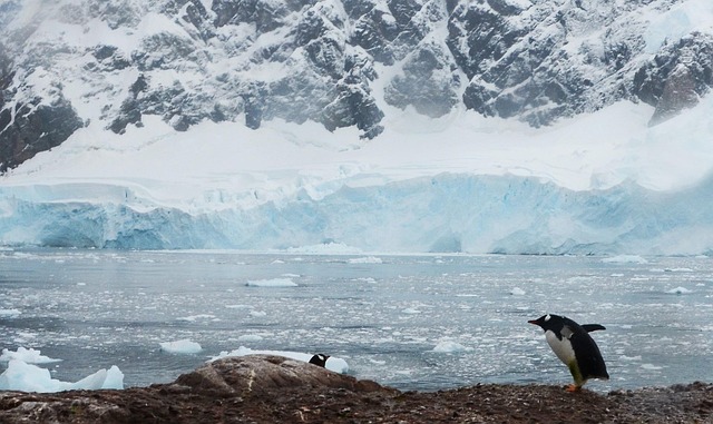 penguin and Antarctic landscape
