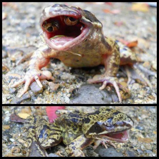 Frog with eyes inside its mouth 