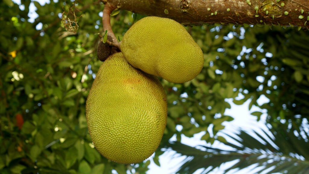 Jackfruit, Fruit, Tree