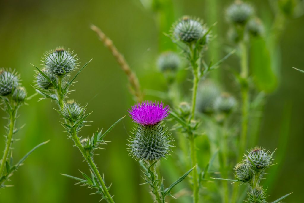 Milk Thistle