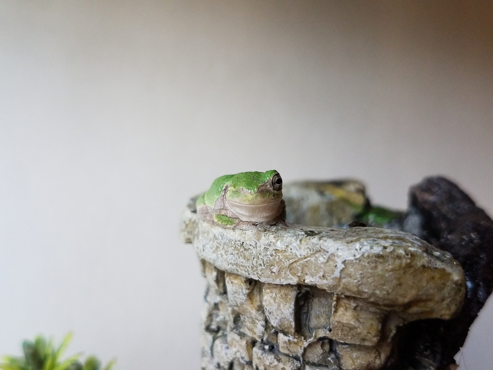 tree frog with one eye missing on castle
