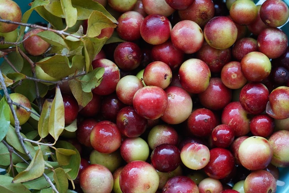 Camu Camu fruits and leaves. Green, semi-ripe and red fruits from the beach of Rio Negro river in Brazil. Camucamu (Myrciaria dubia) is a fruit with the highest concentration of vitamin C.

