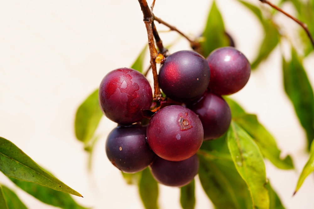 Camu Camu fruits on shrub, semi-ripe dark red fruits on beach of Rio Negro river. Camucamu (Myrciaria dubia) is a fruit with the highest concentration of vitamin C.
