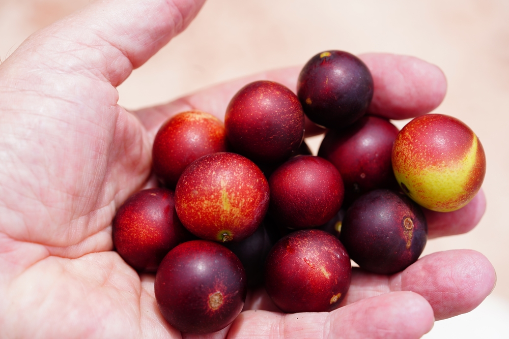 Wild dark red Camu camu fruits in the hand. Camu camu (Myrciaria dubia) is a native fruit of the Brazilian Amazon with the highest concentration of natural vitamin C.
