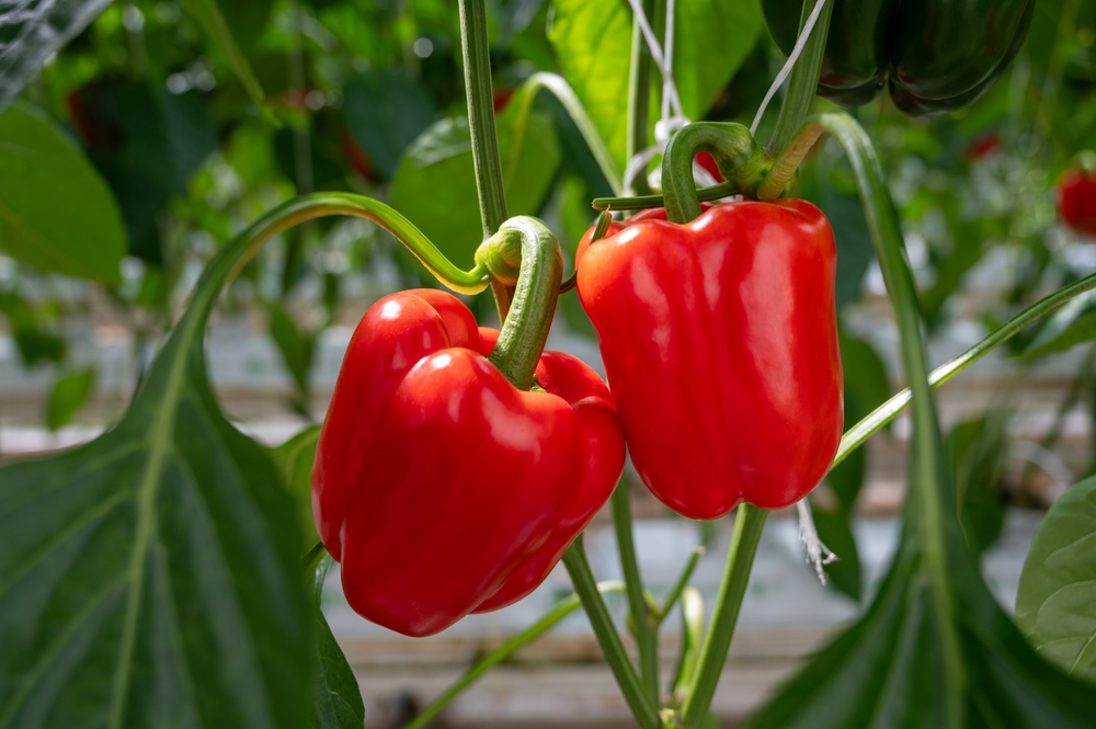 Big ripe sweet bell peppers vegetables, paprika plants growing in glass greenhouse, bio farming in the Netherlands
