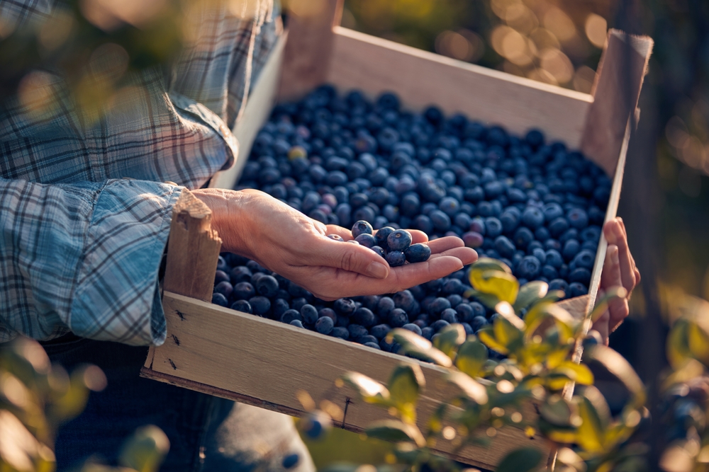 Woman holding fresh blueberries on a farm.

