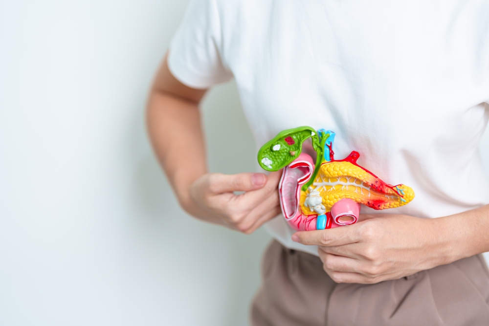 Woman holding human Pancreatitis anatomy model with Pancreas, Gallbladder, Bile Duct, Duodenum, Small intestine. Pancreatic cancer, Acute and Chronic pancreatitis,  Digestive system and Health concept