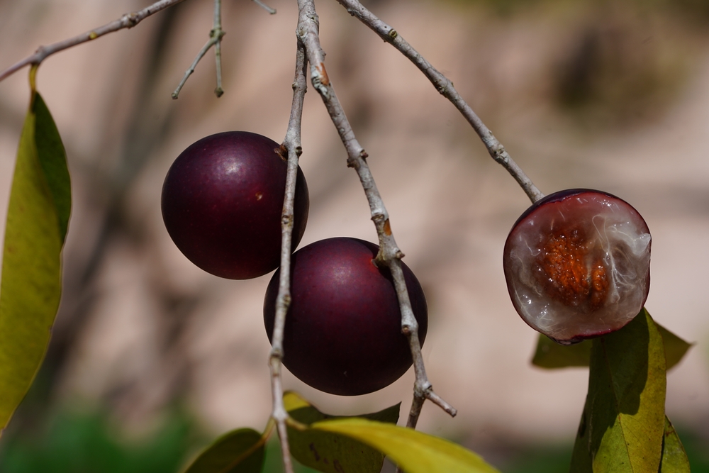 Sliced wild Camu camu fruit. Camu camu (Myrciaria dubia) is a native and rare fruit of the Brazilian Amazon with the highest concentration of natural vitamin C.
