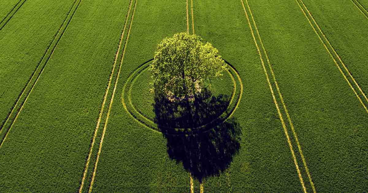 The Surprising Reason Farmers Leave a Lone Tree in Their Fields