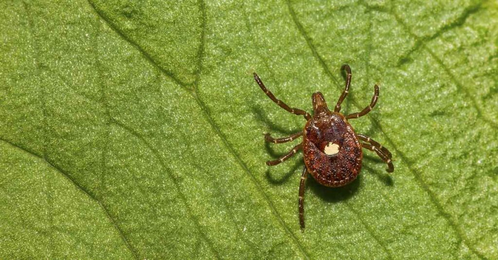 Lone Star Ticks: Why They’re More Dangerous Than Other Tick Species - Featured image