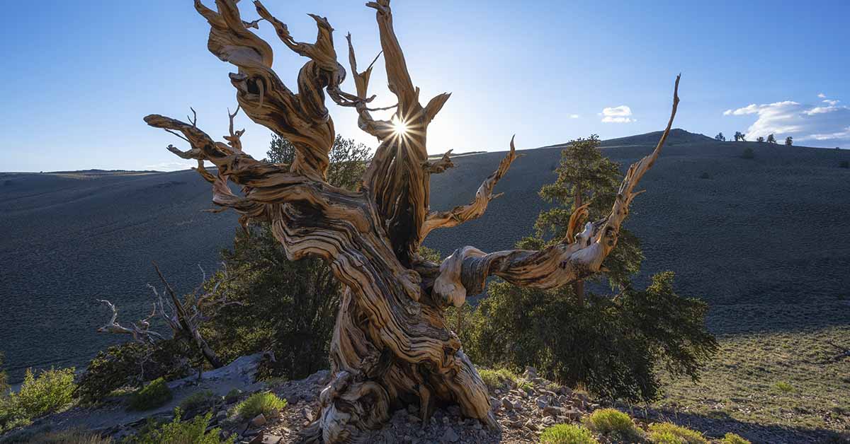 In a California Forest, a 5,000-Year-Old Tree Remains a Protected Secret