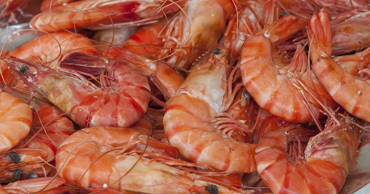 Disturbing Study Finds Cocaine in Every Shrimp Tested