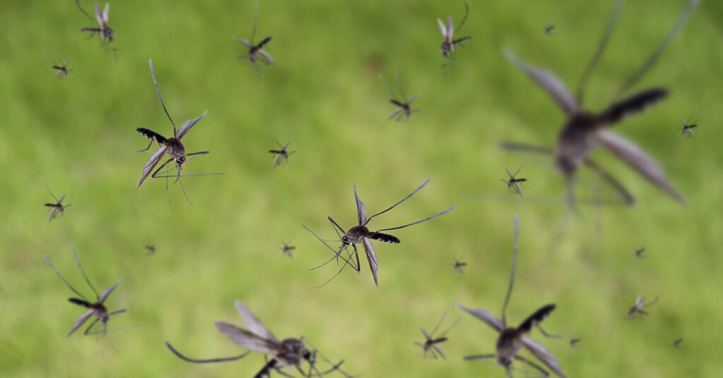 Why Drones Are Releasing Thousands of Mosquitoes Over Hawaii’s Islands - Featured image