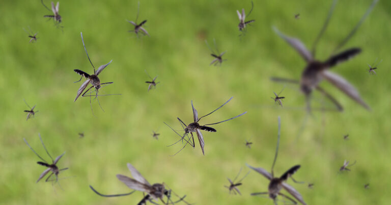 Why Drones Are Releasing Thousands of Mosquitoes Over Hawaii’s Islands - Featured image