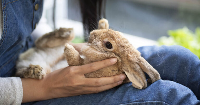 Zoo Sparks Outrage After Requesting Pet Donations to Feed Carnivorous Animals - Featured image