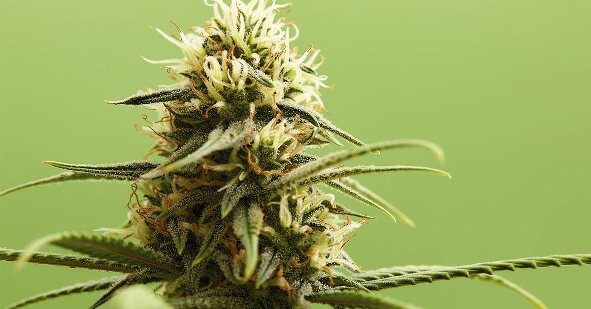 Trump Proposes Major Changes to US Marijuana Regulations