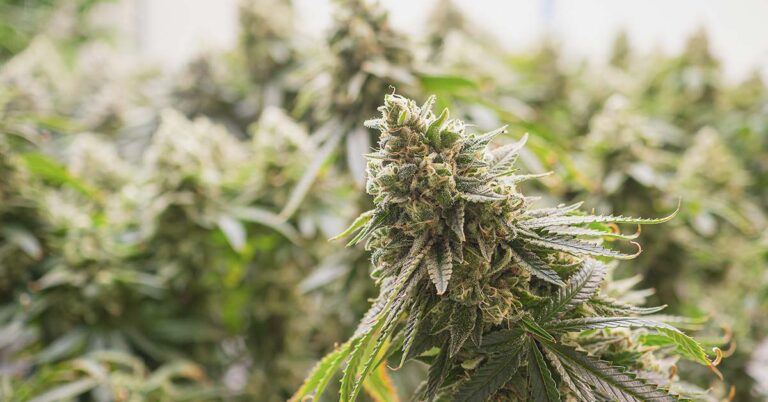 Scientists Warn of Rising Cannabis Potency and Health Risks - Featured image