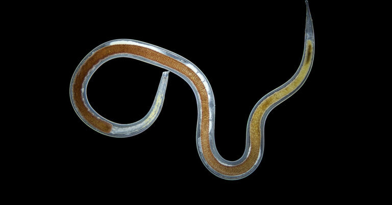 Scientists Warn of Parasite That Can Enter the Body and Increase Cancer Risk - Featured image