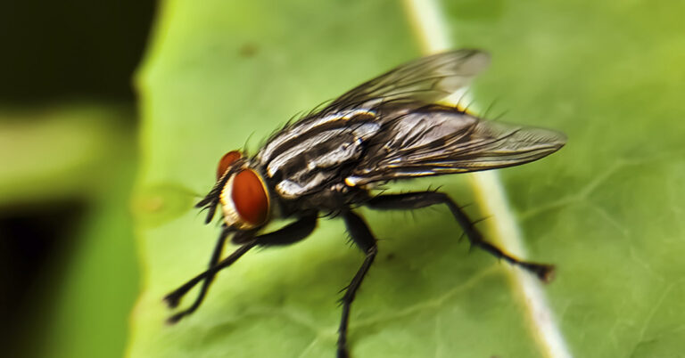 First U.S. Case of Flesh-Eating Parasite Confirmed in a Human This Year - Featured image