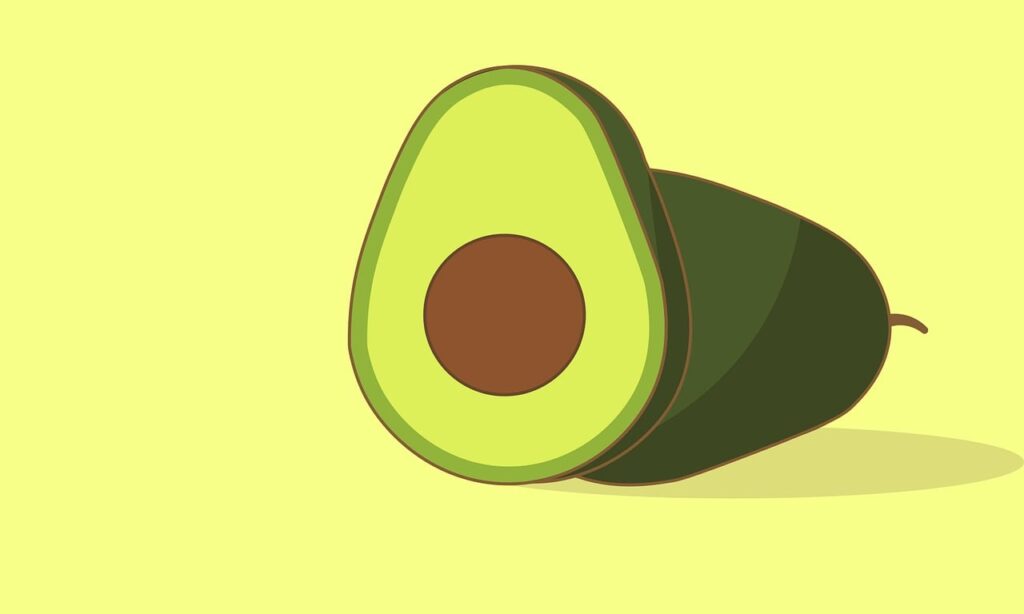 avocado illustration 