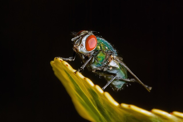 fly