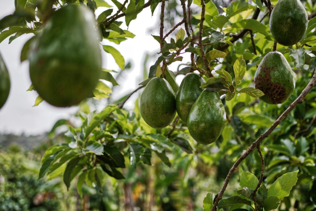 avocado tree