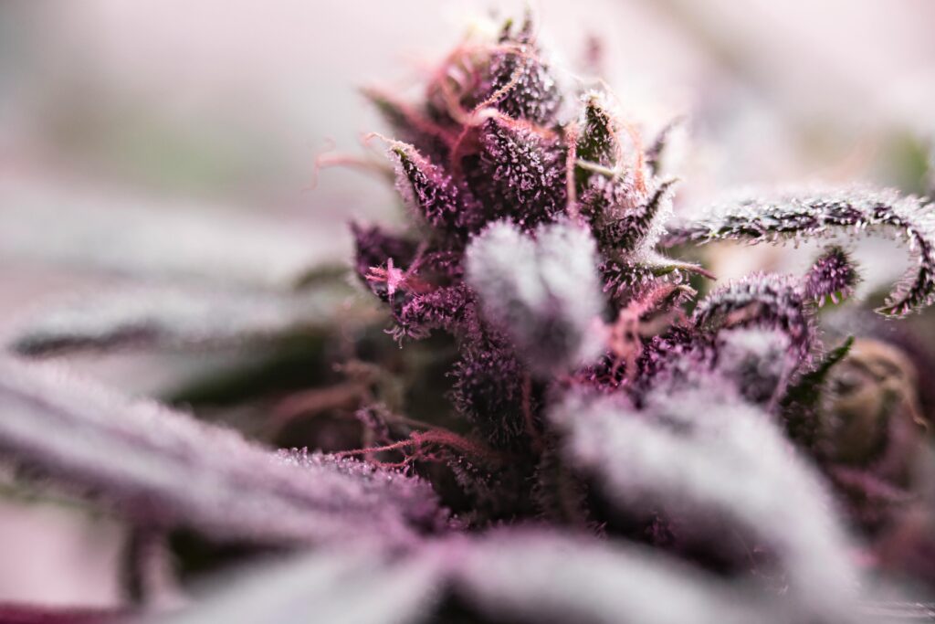 Close-Up of Frosty Cannabis Bud
