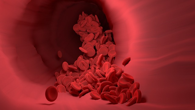 blood cells in veins