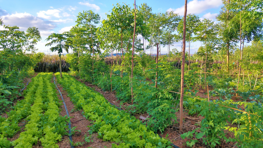 agroforestry of fruits and vegetables