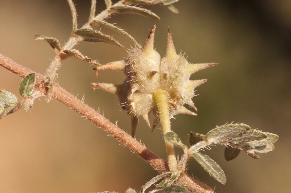 Tribulus terrestris goats head, bullhead donkey caltrop small caltrops cats head eyelashes devils thorn devils weed puncture vine tackweed plant with yellow florets and pricked fruits natural llight
