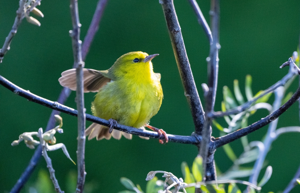 The Ahauahio, or Maui Creeper is a species of Honeycreeper. It is endemic to Maui and endangered. Can be seen on Haleakala above 3000 feet. Hosmer Grove is a good place to find this special bird.