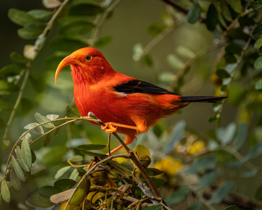 I’iwi (scarlet honey creeper) perched in a Mamane tree