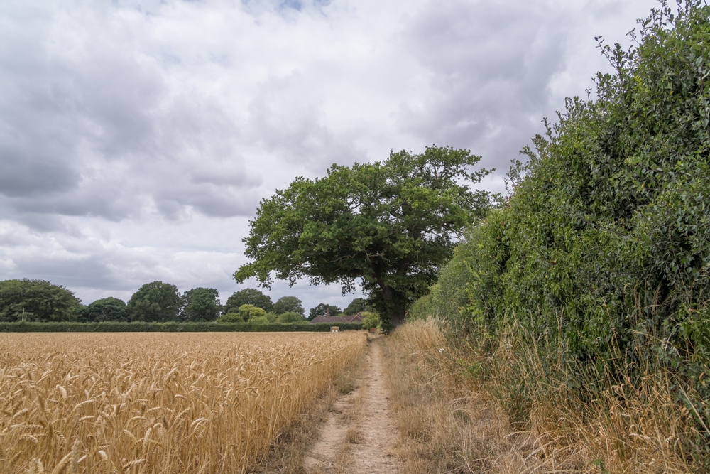 Boxted, England - July 15 2025: Public footpath in a typical rural Essex countryside village bordered by a golden crop field and green hedge, shaded by a large oak tree on a cloudy summer day