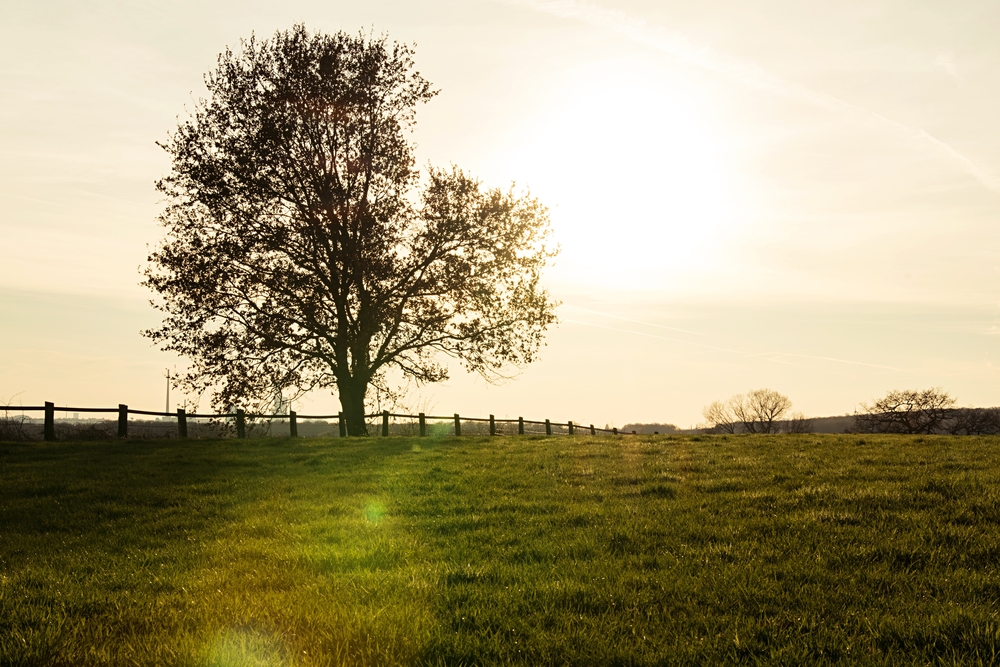 Landscape with one tree on the field