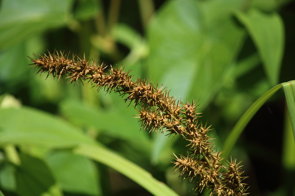 BURR GRASS